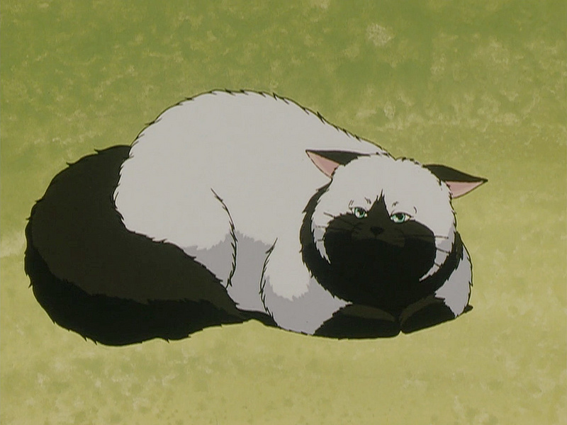 File:Admiral the cat on floor (BD).jpg